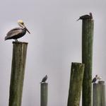 Pelicans on Post 3