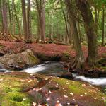 Alder Falls in Autumn